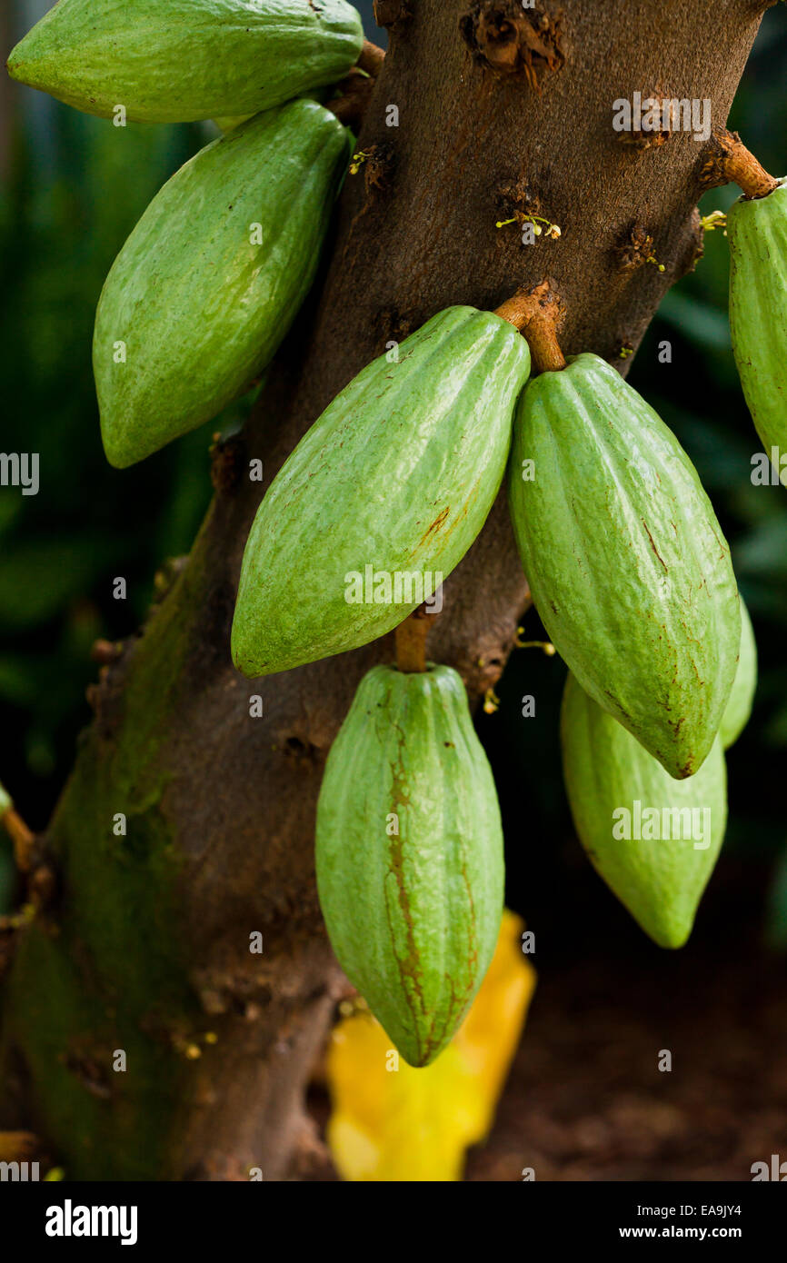Immaturo baccelli di cacao su tree (cacao) - USA Foto Stock