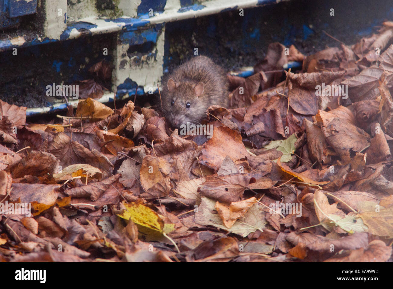 Comune di ratto marrone ( Rattus norvegicus) noto anche come la Norvegia di ratto, Winchester,Hampshire, Inghilterra, Regno Unito. Foto Stock