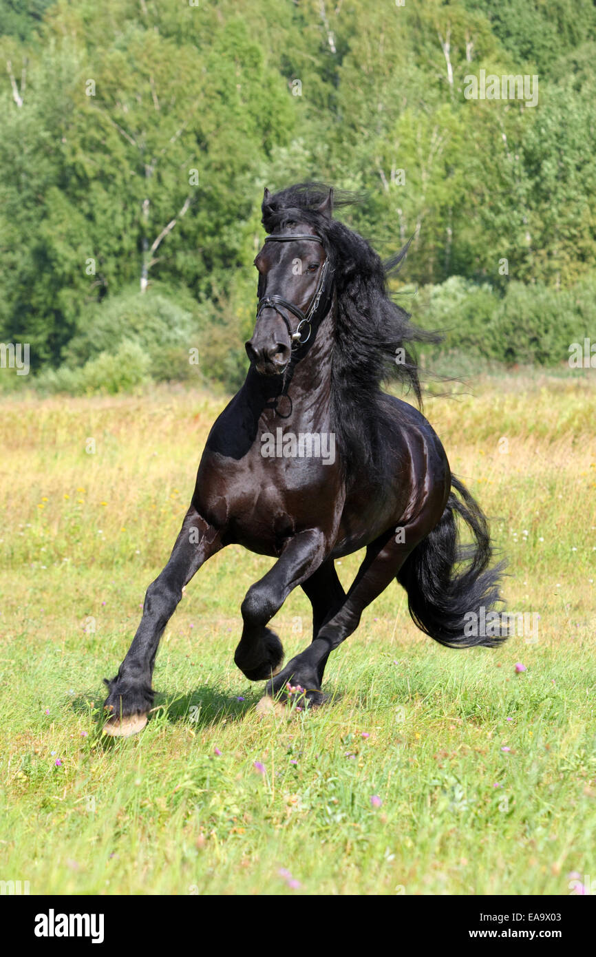 Incredibile il frisone cavallo (Equus caballus ferus). Stallone in un galoppo su un prato. Nel campo estivo Foto Stock