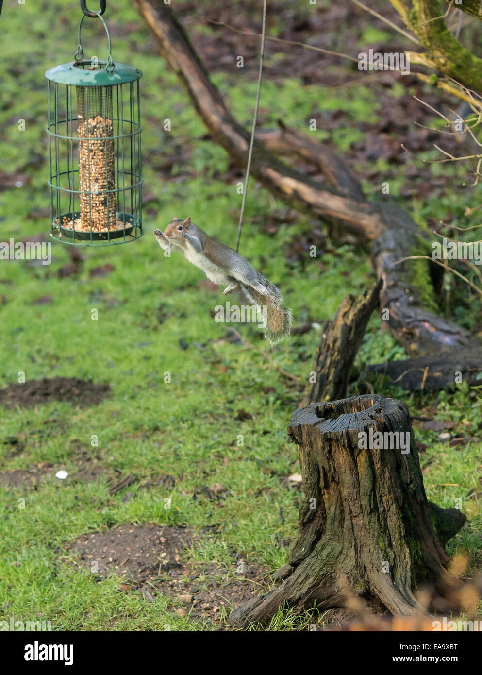 Un salto di fede scoiattolo grigio balzi 5ft da lunghi per raggiungere il seme di uccelli Foto Stock
