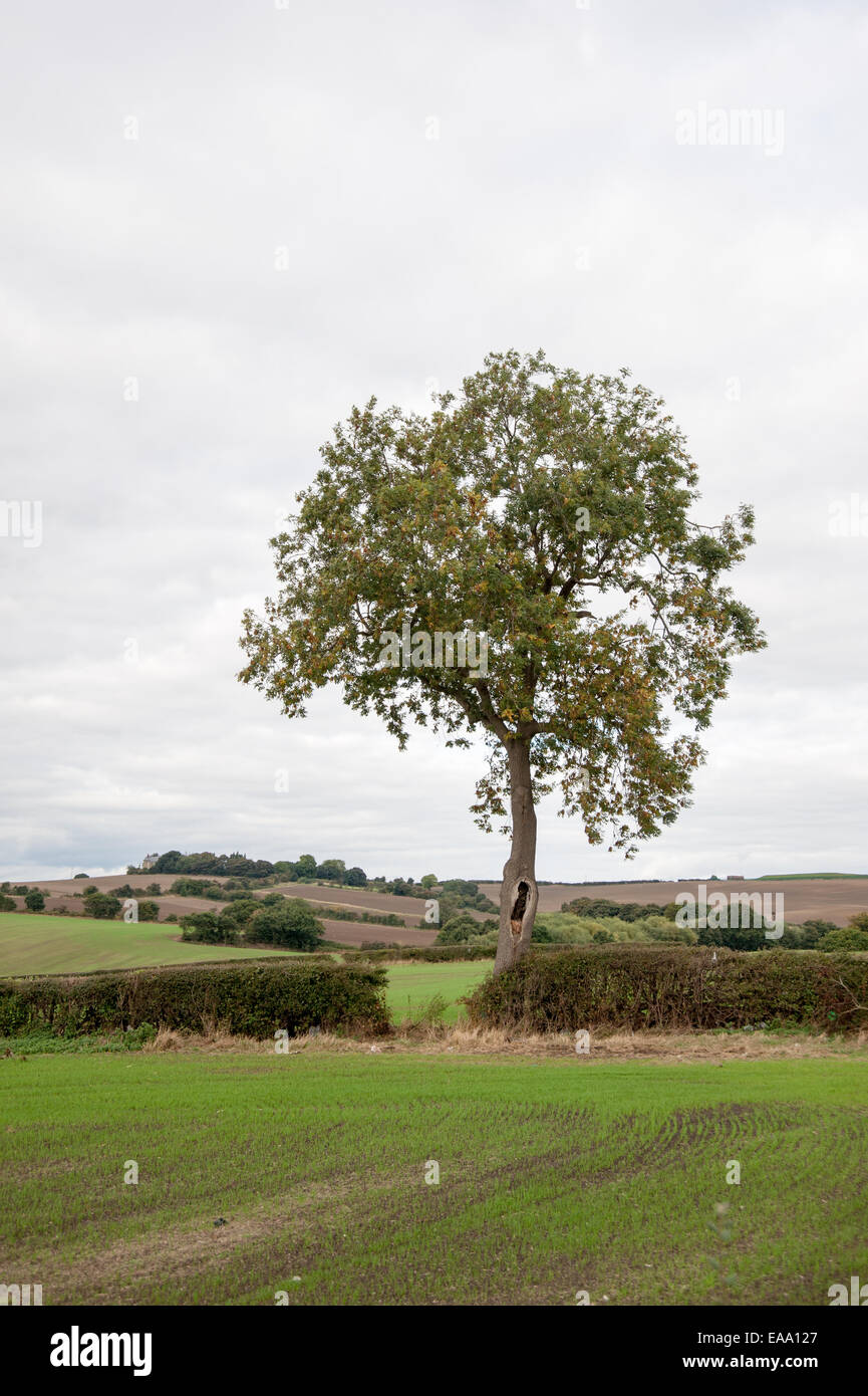 L'albero solitario si erge accanto a un riccio in un tranquillo paesaggio rurale, affacciato su campi ondulati sotto un cielo coperto. Foto Stock