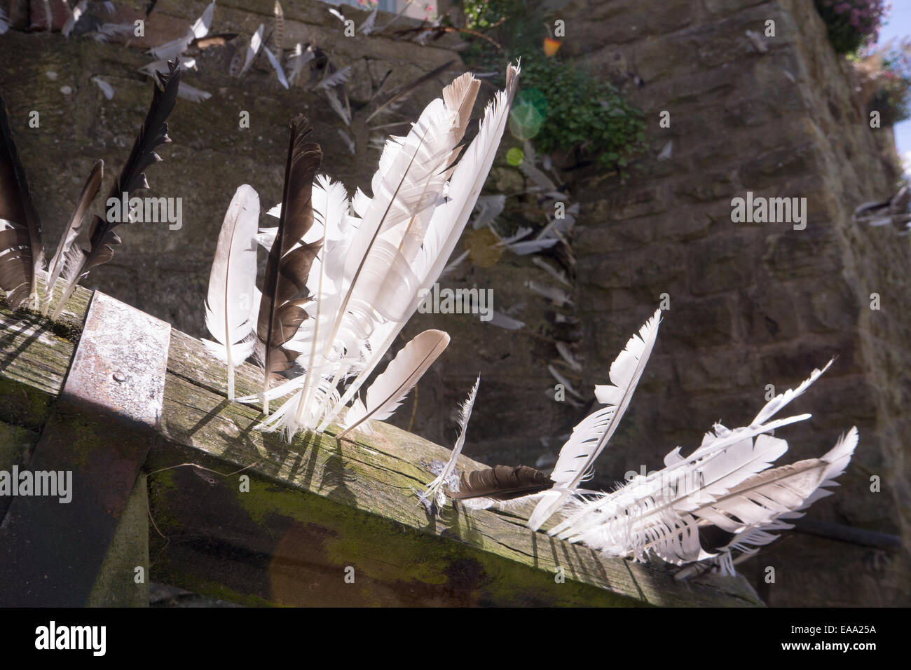 Piume bianche catturate su travi di legno e punte metalliche contro un vecchio muro di pietra, illuminato dalla luce del sole Foto Stock