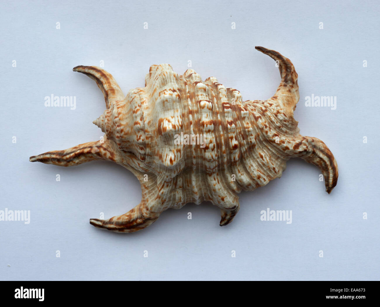 SHELL, spider, conch conchiglia di mare Foto Stock