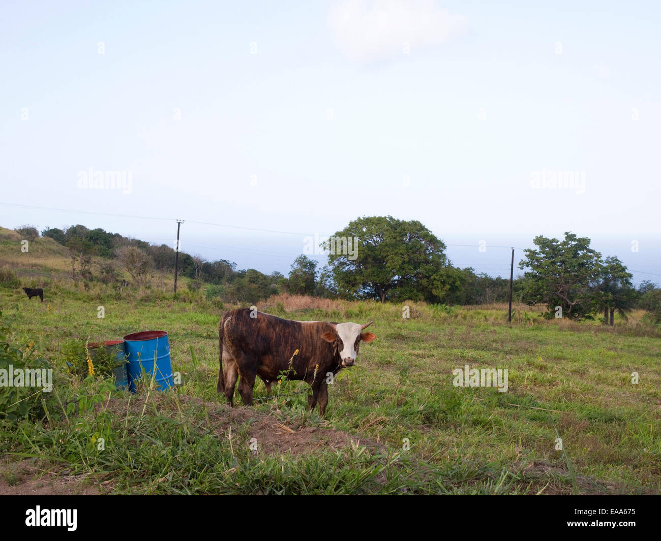 Mucca in campo nei Caraibi Foto Stock