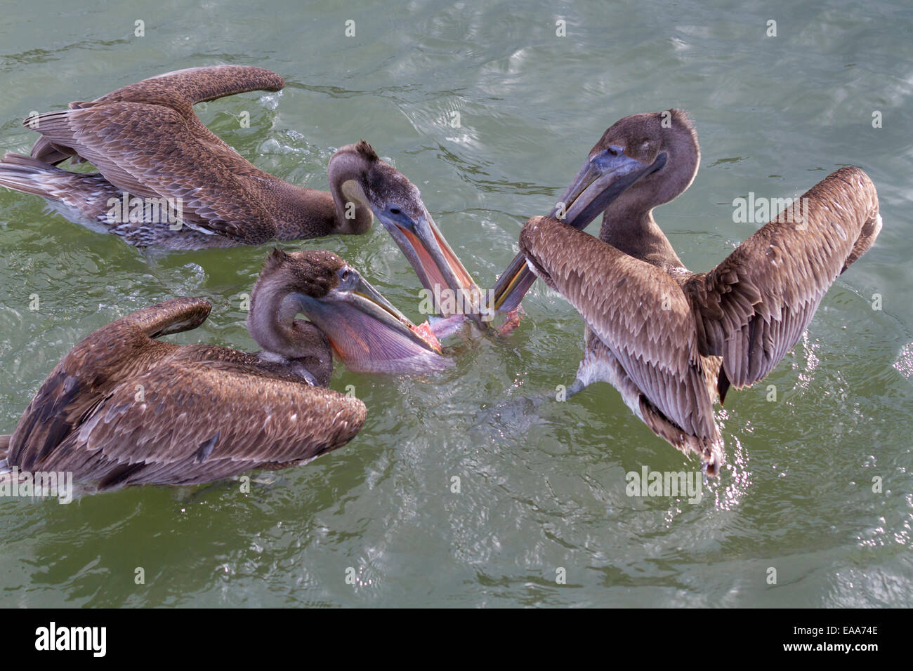 Bruna giovane pellicani (Pelecanus occidentalis) lottano per il pesce. Galveston, Texas, Stati Uniti d'America. Foto Stock
