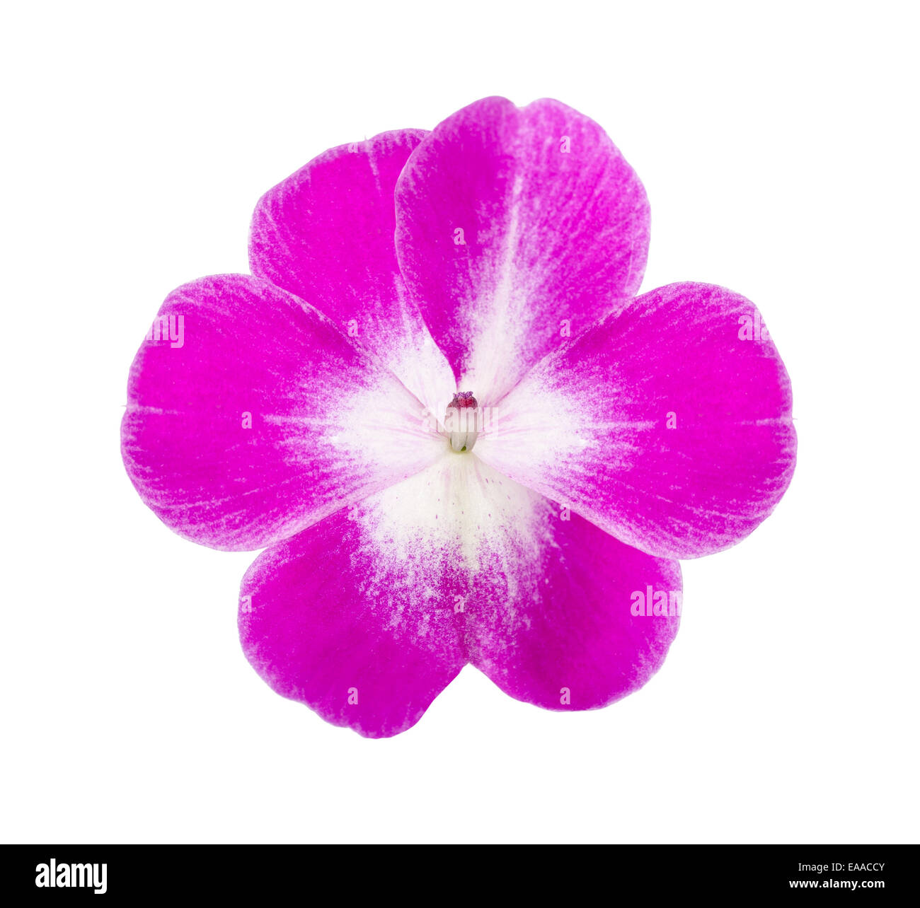 Pink impatiens fiore isolato su sfondo bianco Foto Stock