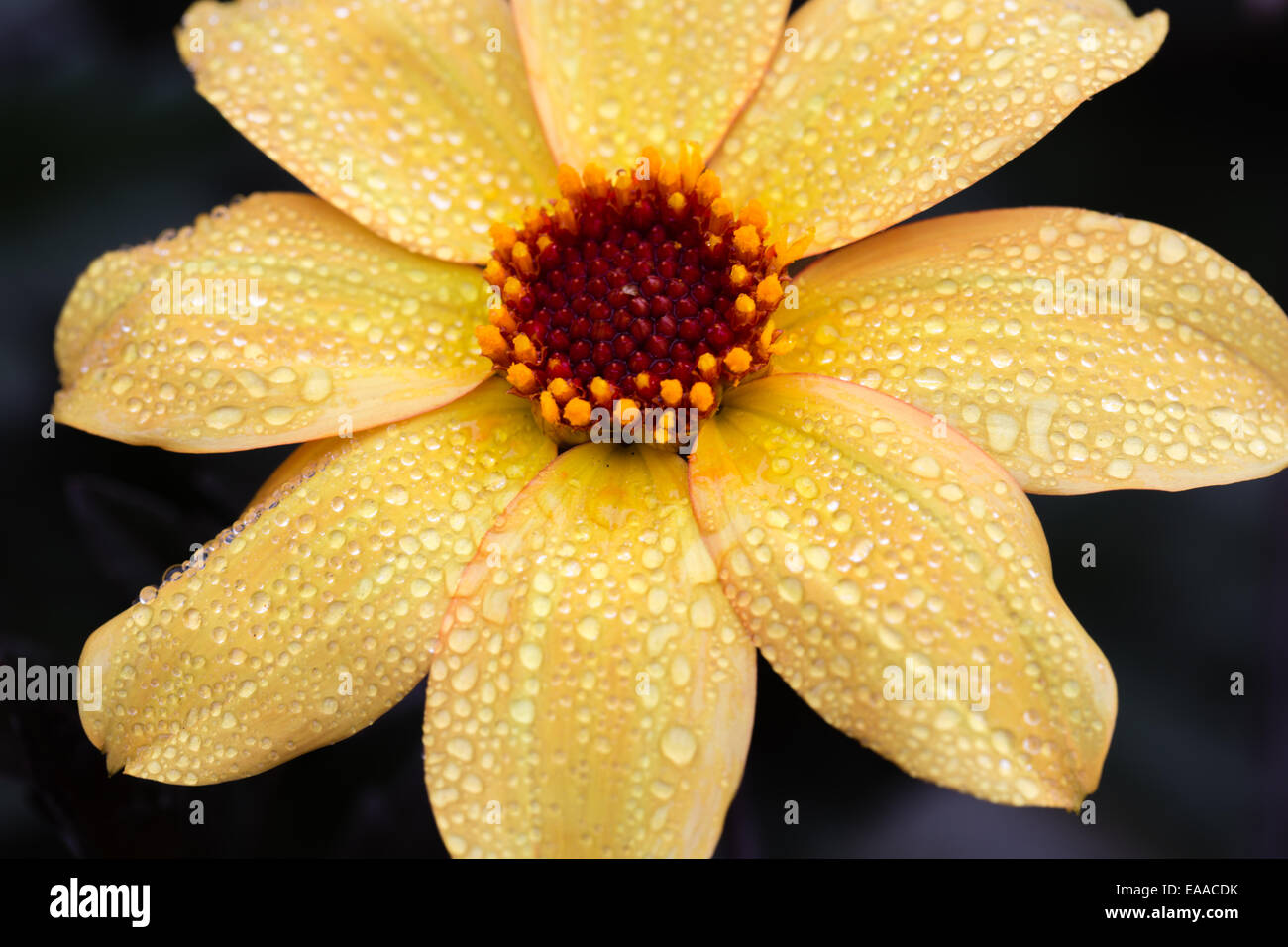 Dahlia Vescovo di York Foto Stock