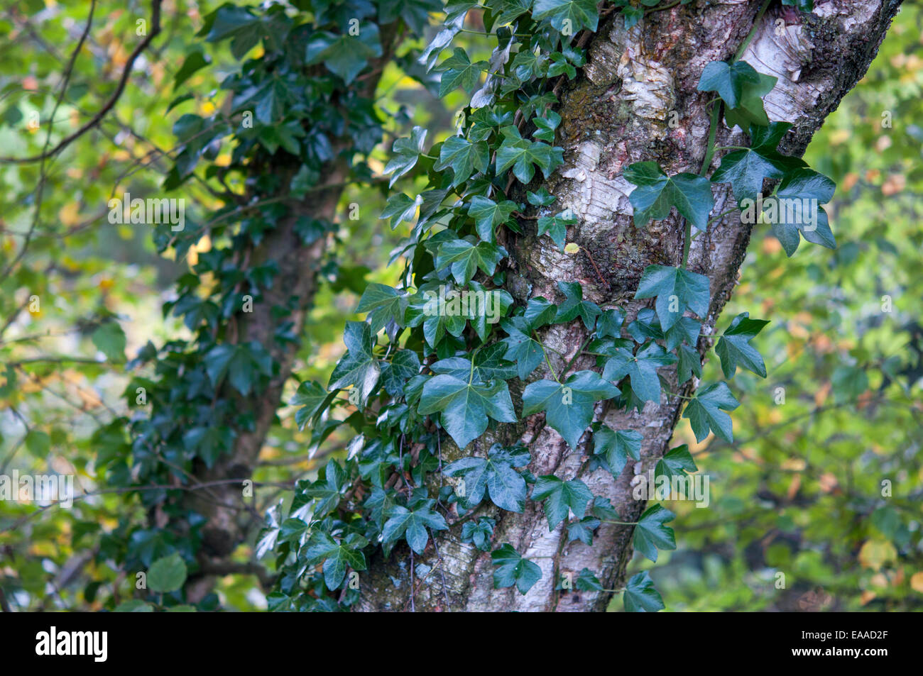 Lucida verde edera (Hedera helix) crescente fino a Birch tronco di albero. Foto Stock