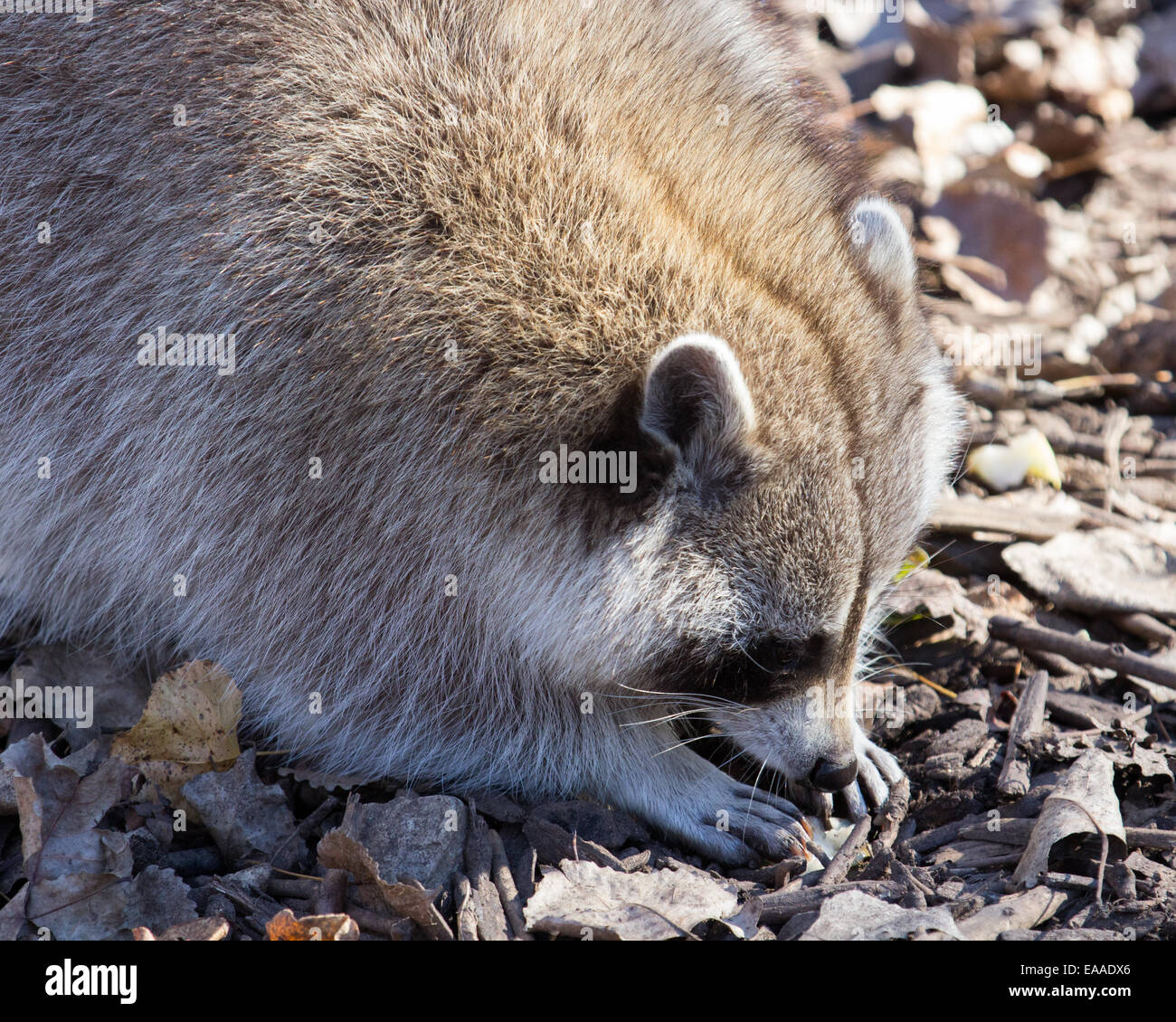 Raccoon testa e spalle vista laterale Foto Stock