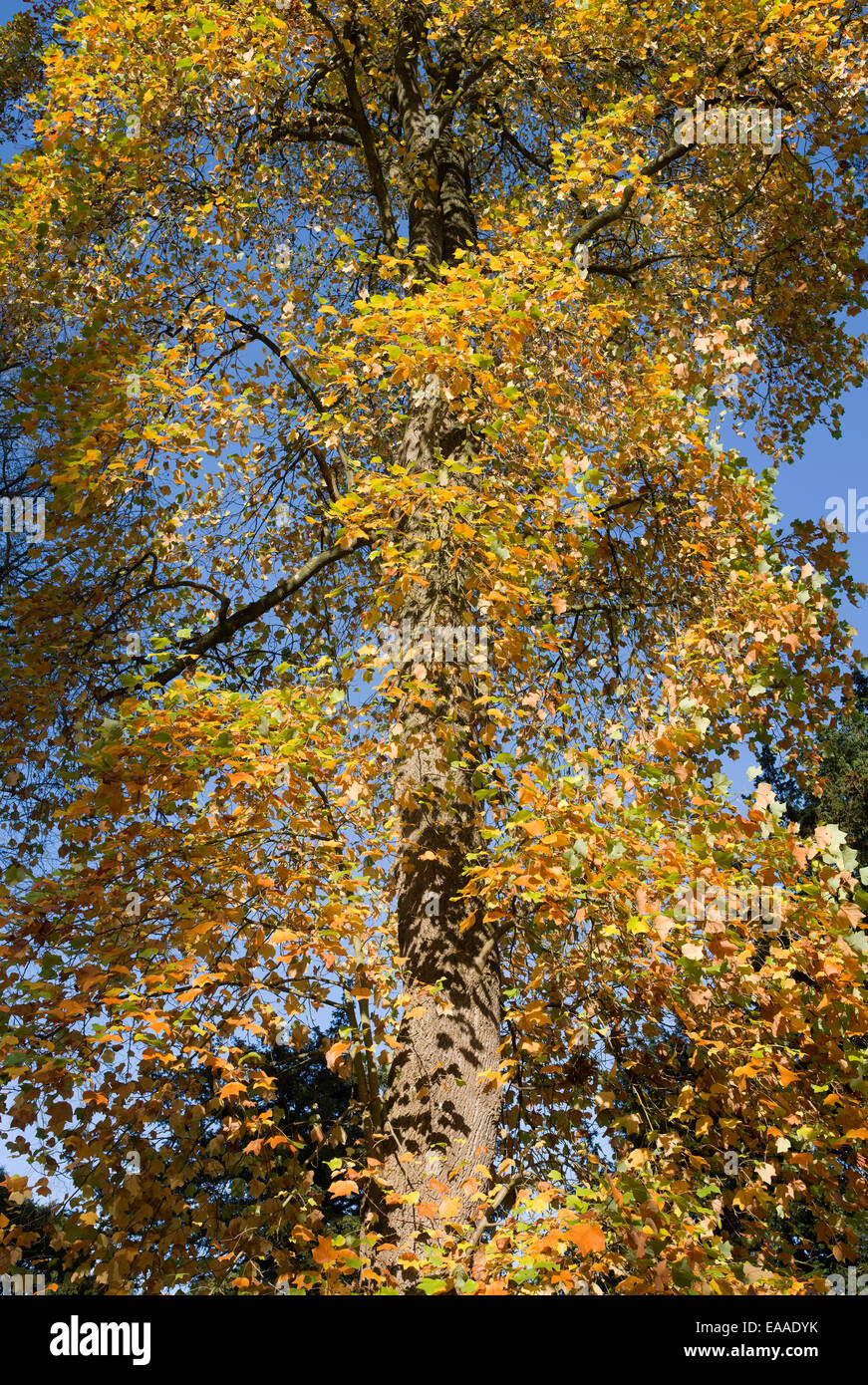 Le variegate Tulip Albero in autunno a Westonbirt Arboretum, Gloucestershire, Inghilterra Foto Stock