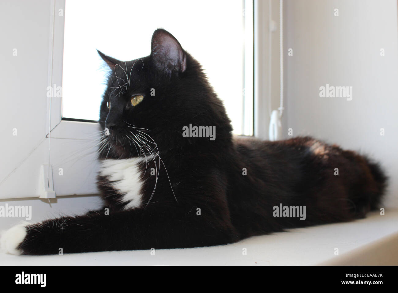 Gatto nero recante sul bianco davanzale Foto Stock