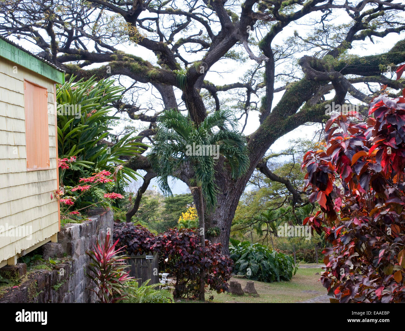 Giardino tropicale con Live Oak Foto Stock