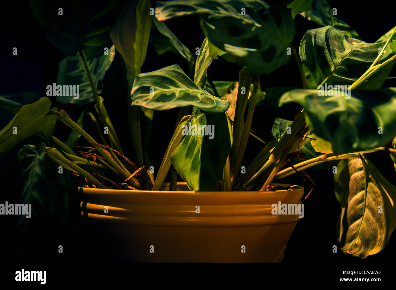Impianto [piantatrice pot] foglia foglia [Vena] [leaf motif] Foto Stock