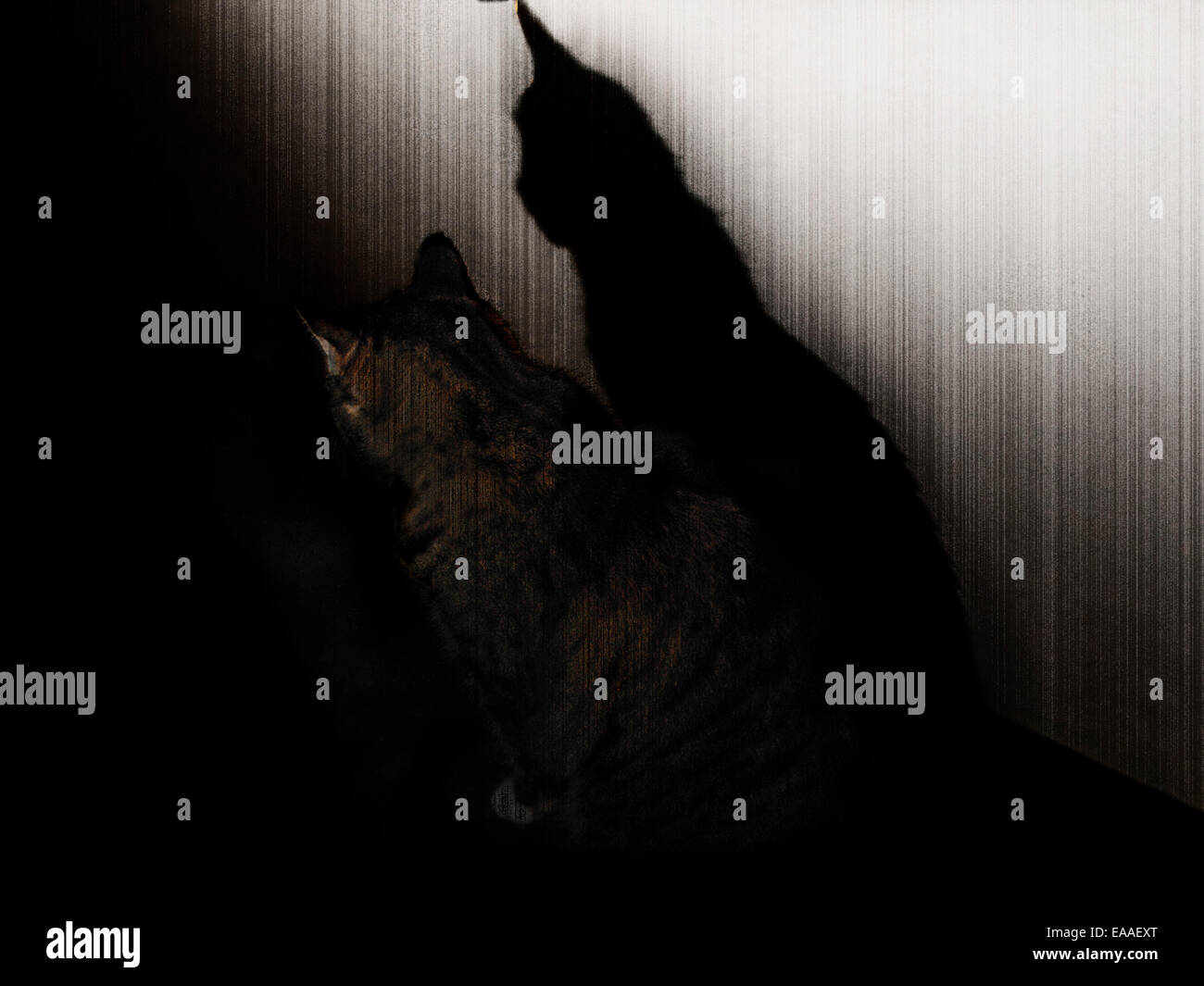 Cat ombra ombra di Halloween Dark Night Foto Stock