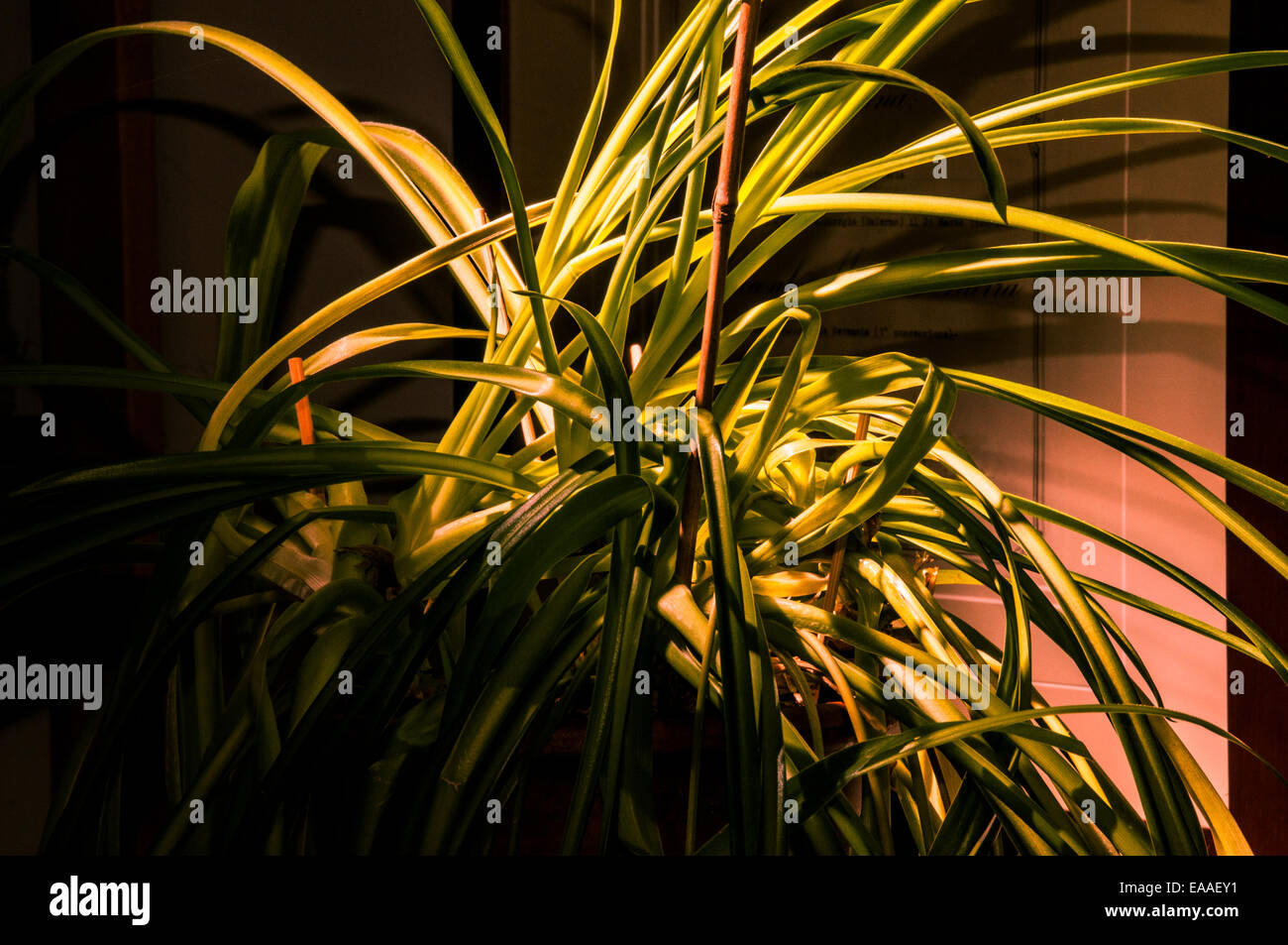 Impianto [piantatrice pot] foglia foglia [Vena] [leaf motif] Foto Stock