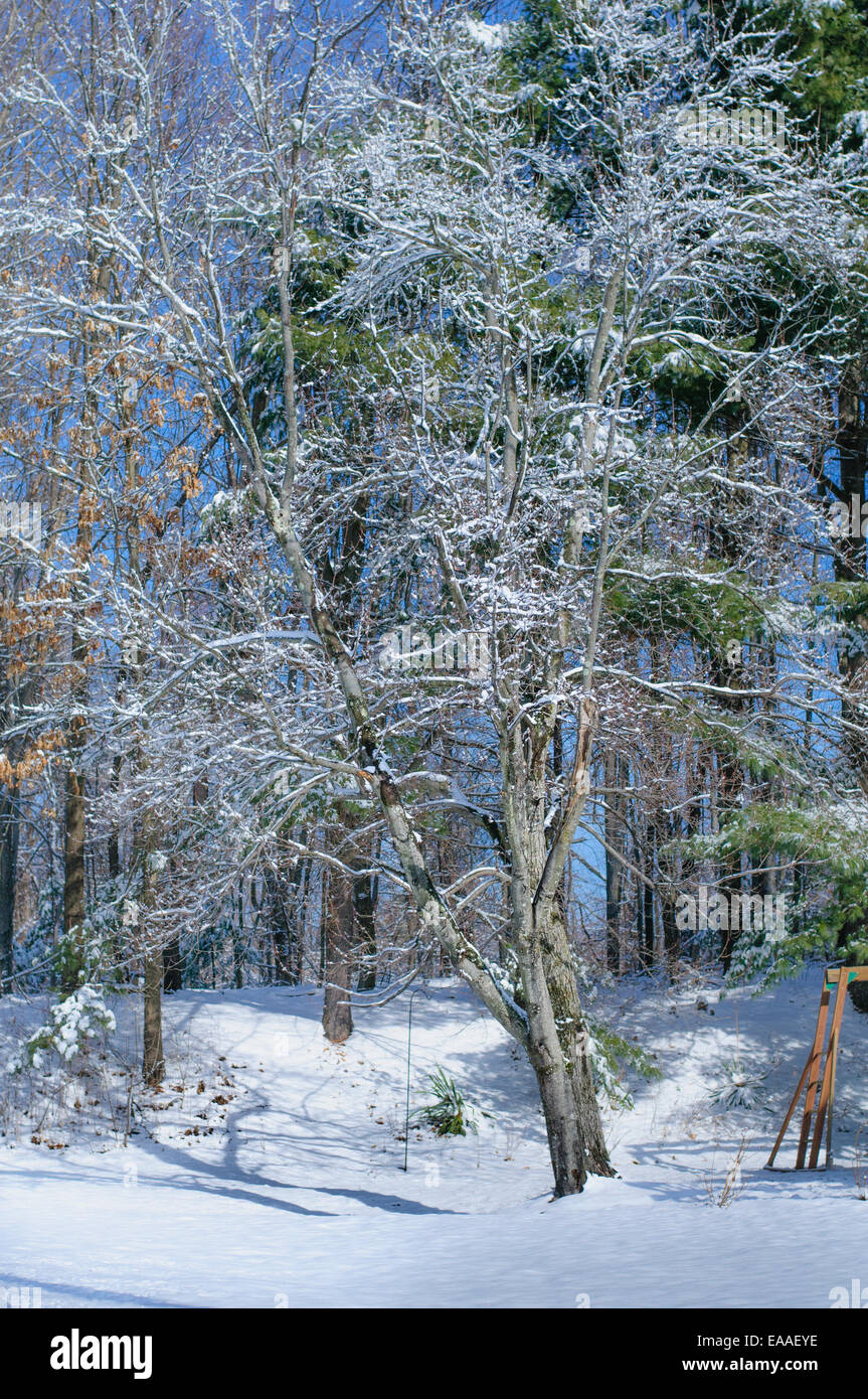 Snow [coperta di neve] albero [ramo di albero] Foto Stock