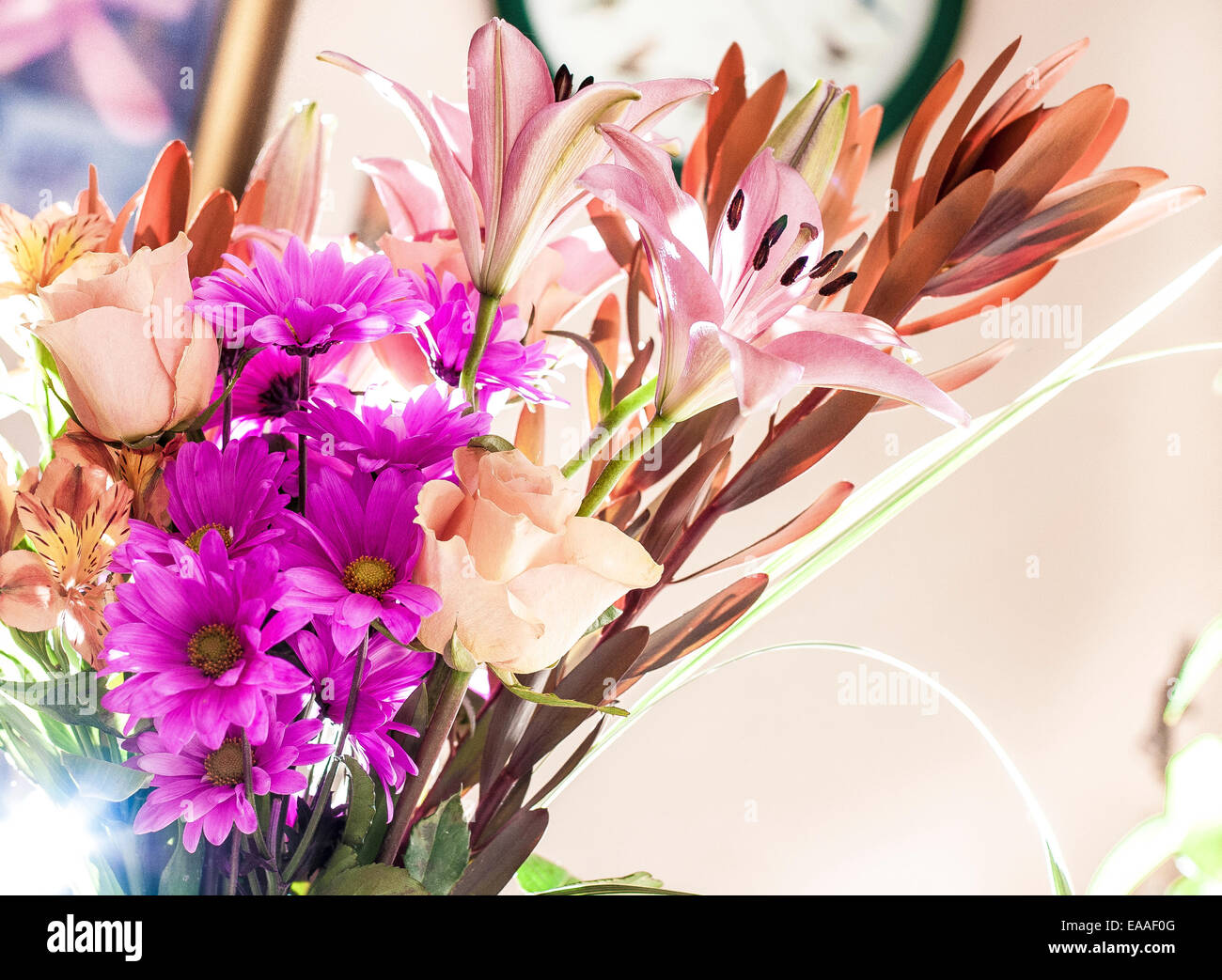 Fiore [floreale] luce di posizione alta [key] Foto Stock