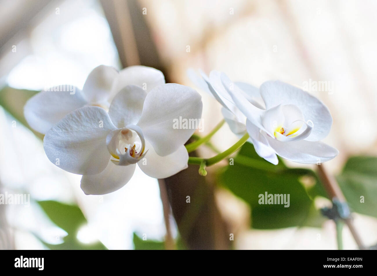 Flower orchid fiore retroilluminato vicino fino alla luce del sole Foto Stock
