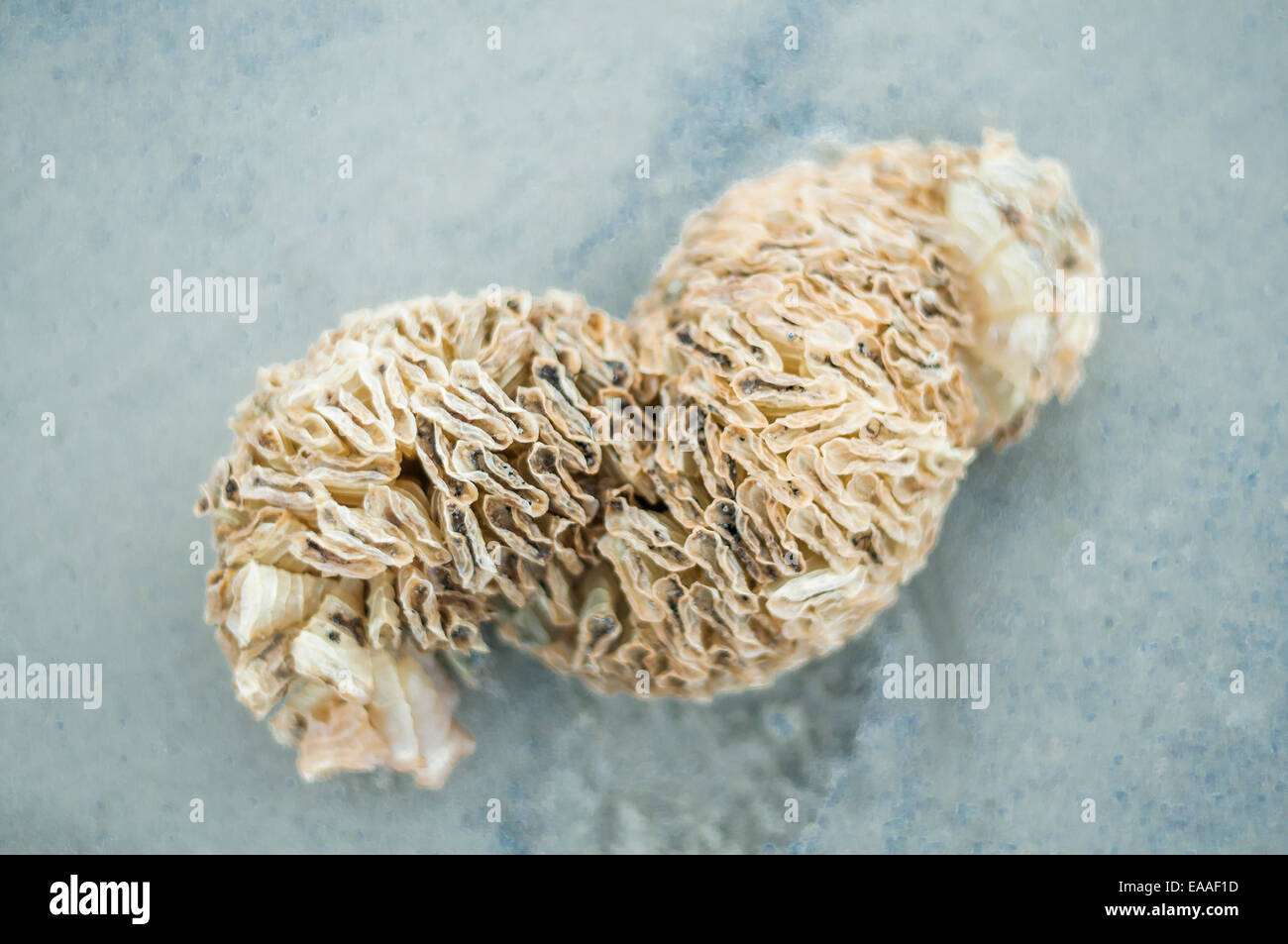 Close-up di insolita e strana creatura del mare/vegetazione. Foto Stock