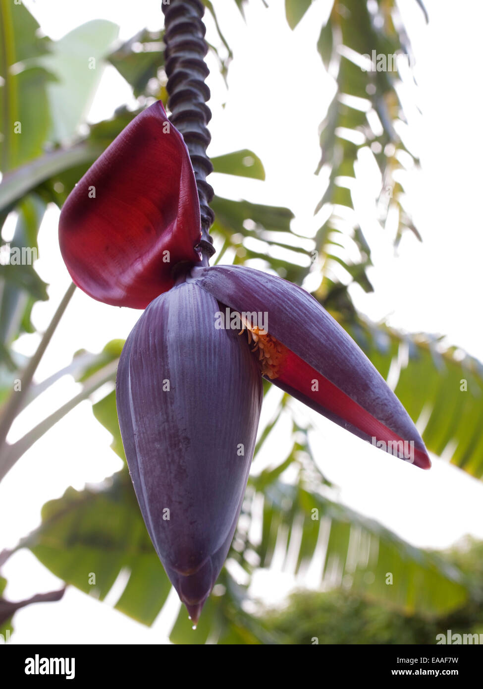 Albero di Banana Flower Foto Stock
