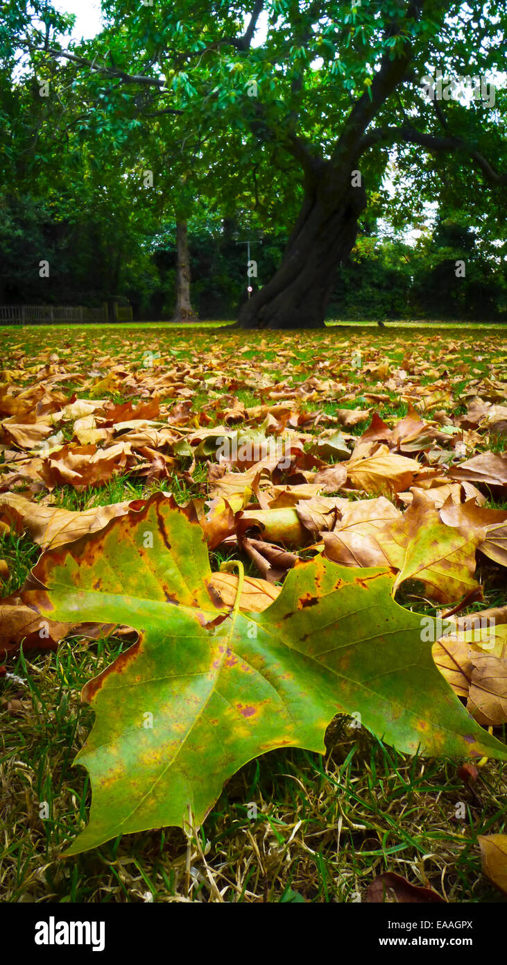 Foglie di autunno circondano un albero sulla Chiesa di Cristo Green Wanstead, London E11 Foto Stock