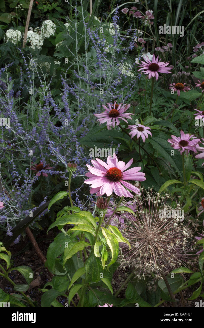 Nuova frontiera erbacee a Giardini Pecorama, birra, Devon con Echinacea 'Magnus', Allium, Hydrangea 'Annabbelle' Foto Stock
