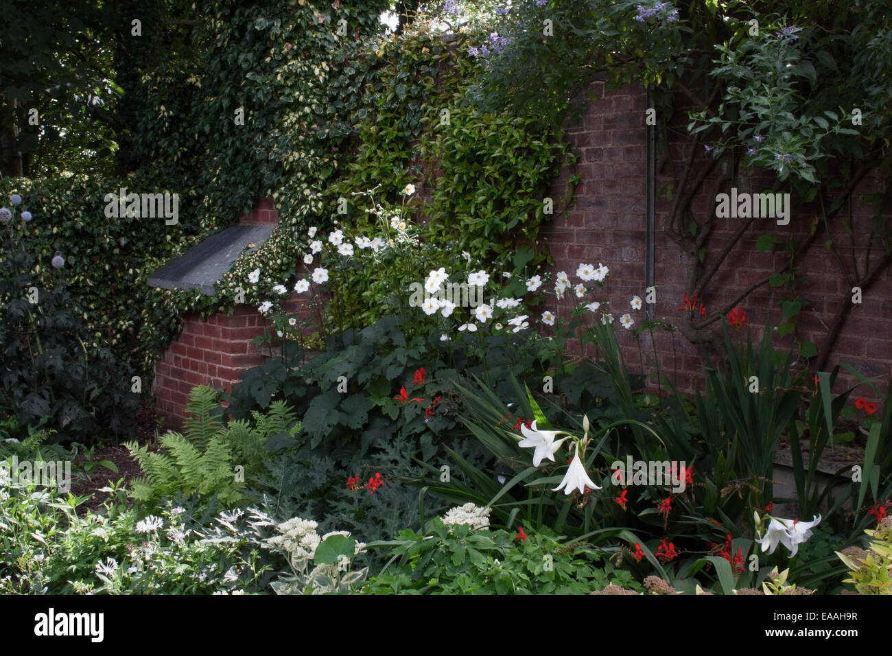 Giardini Pecorama, birra, Devon. Piantando mescolato contenente felci, Anemone, Solanum crispum 'Glasnevin', Crinum powellii e Crocos Foto Stock