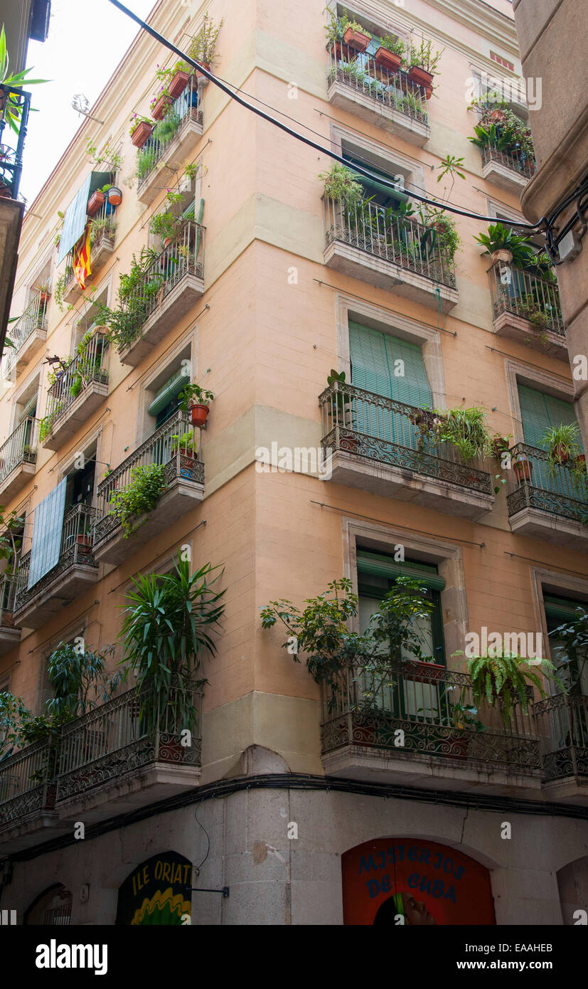 7 piante da interno per un appartamento a Barcellona