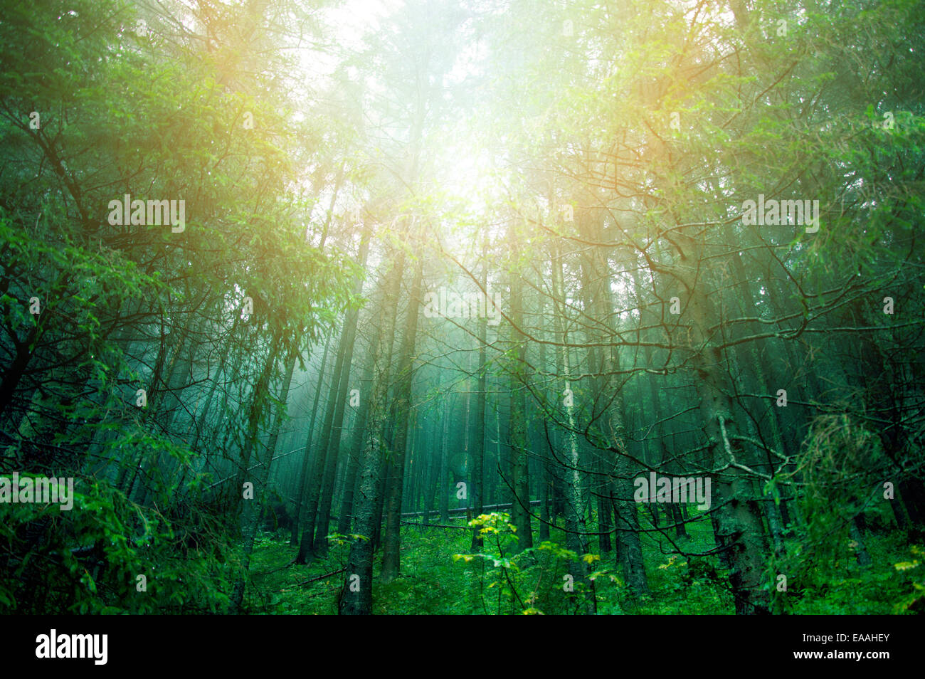 Sole luminoso nel verde della foresta. Natura immagine concettuale. Foto Stock