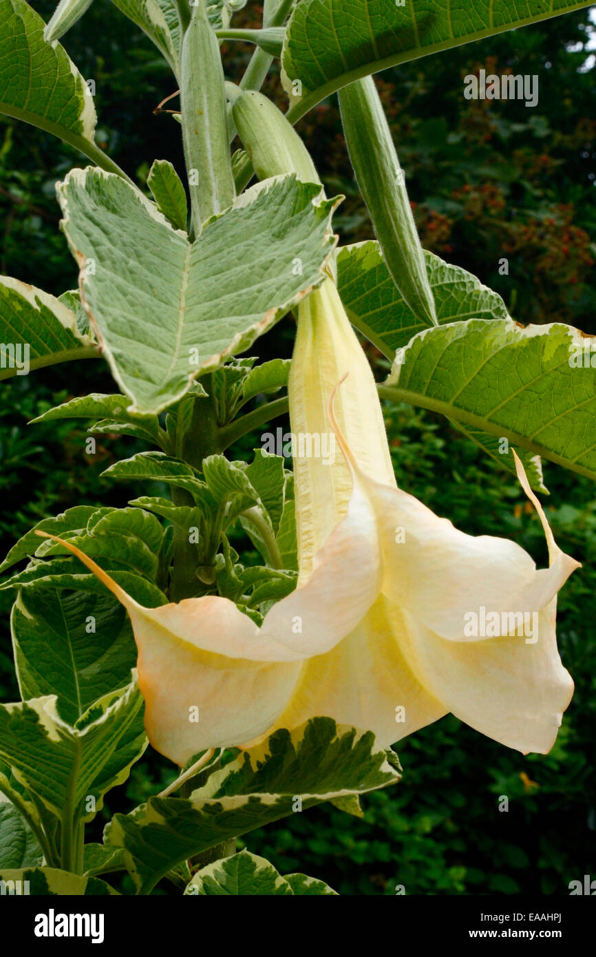 Le variegate brugmansia (Datura) Foto Stock