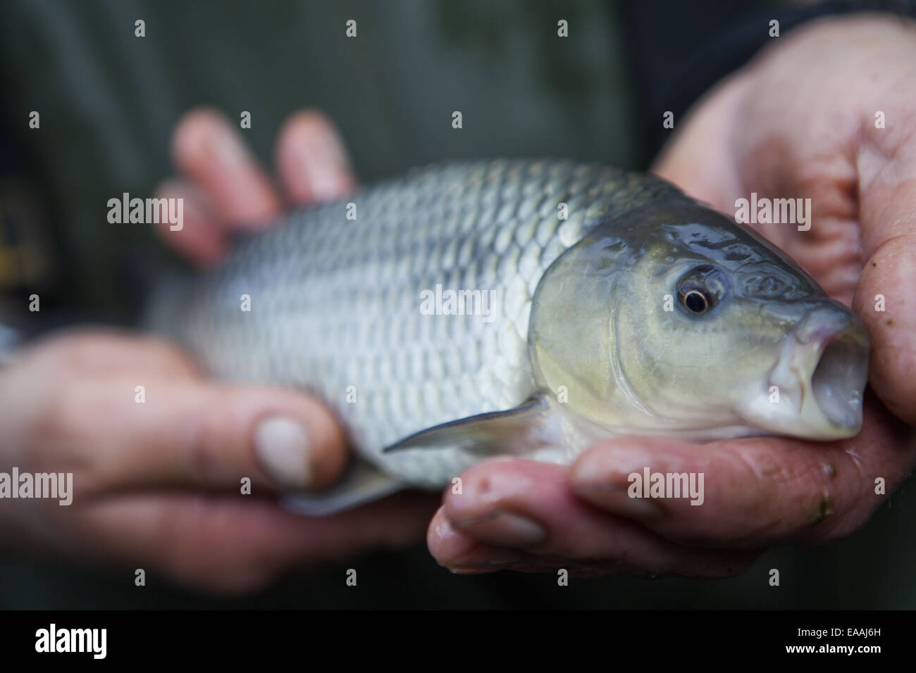 Un uomo con una giovane carpa pesce, la sua pesca di cattura, nelle sue mani. Foto Stock