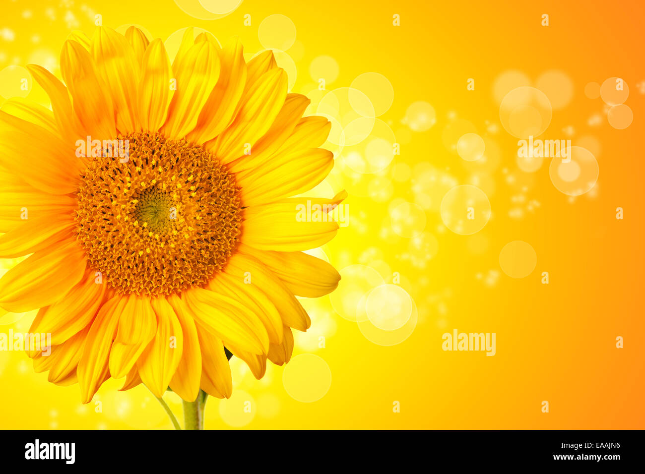 Fiore di girasole dettaglio con abstract sfondo lucido Foto Stock