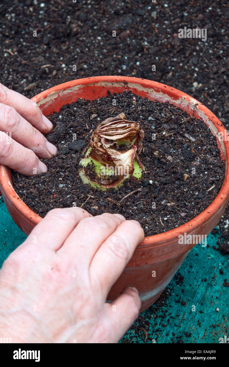 Annegamento di una lampadina Hippeastrum sequenza. Fase 3 Pot in modo che solo il terzo superiore del bulbo può essere visto Foto Stock