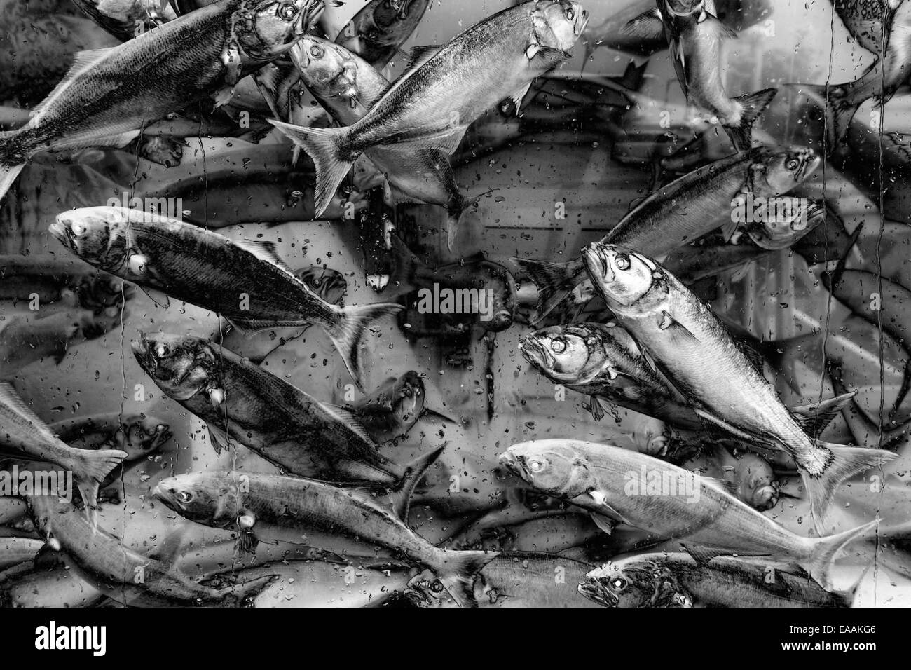 I pesci sono il nuoto in acqua in bianco e nero Foto Stock