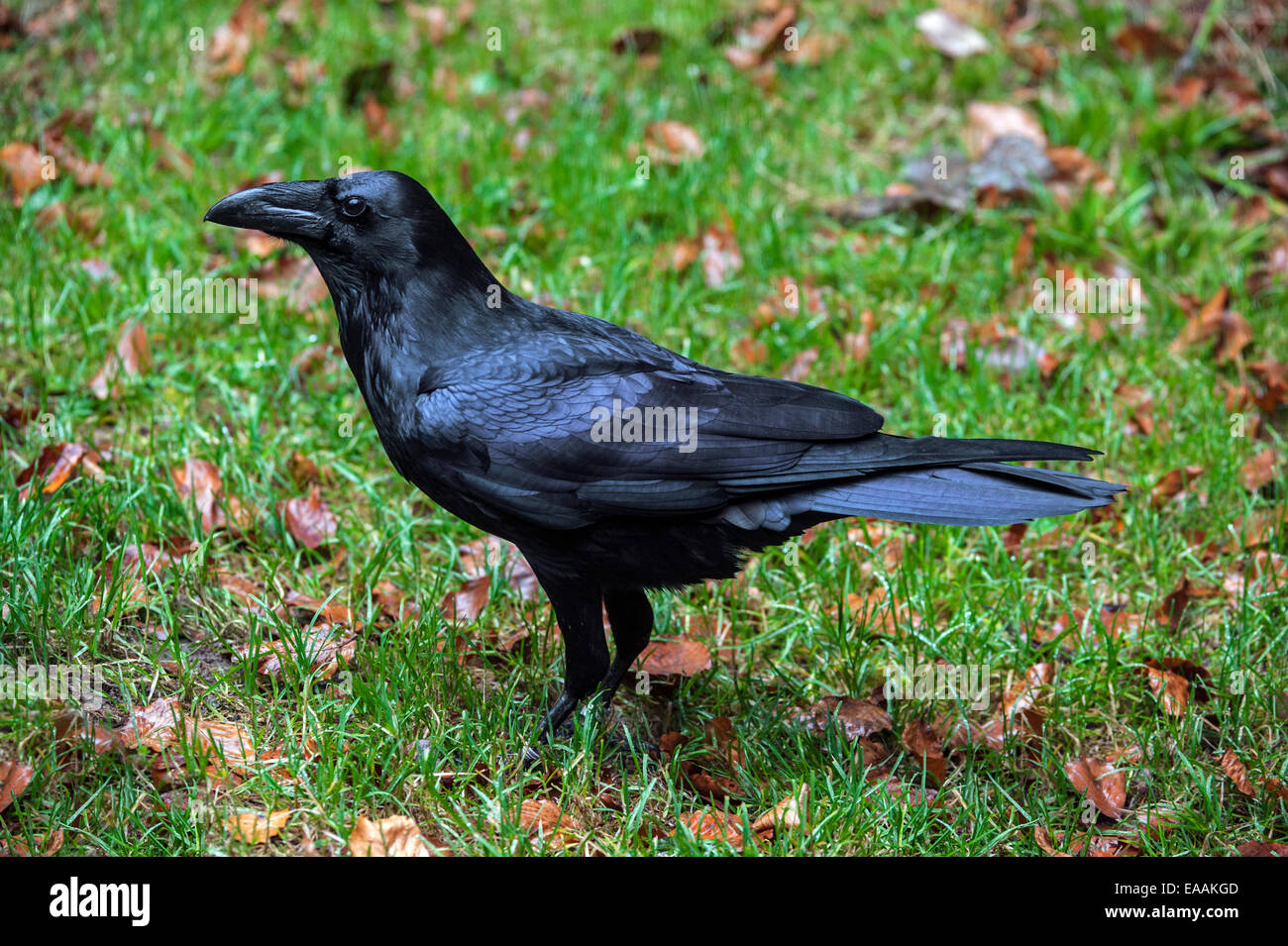 Comune di raven / nord del corvo imperiale (Corvus corax) camminando sulla terra nella prateria Foto Stock