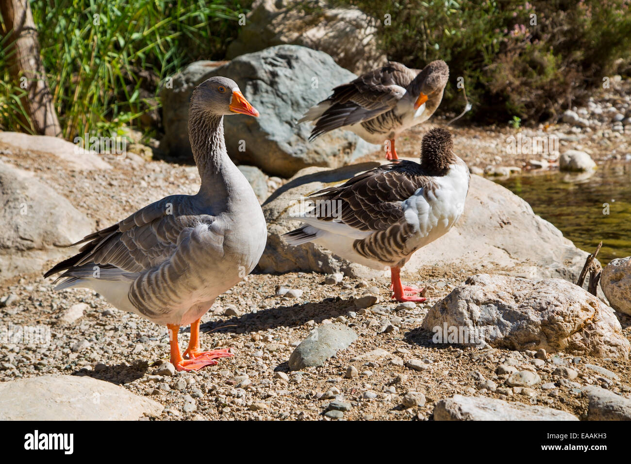 Gruppo di Grey Goose pulizia e prendere il sole Foto Stock