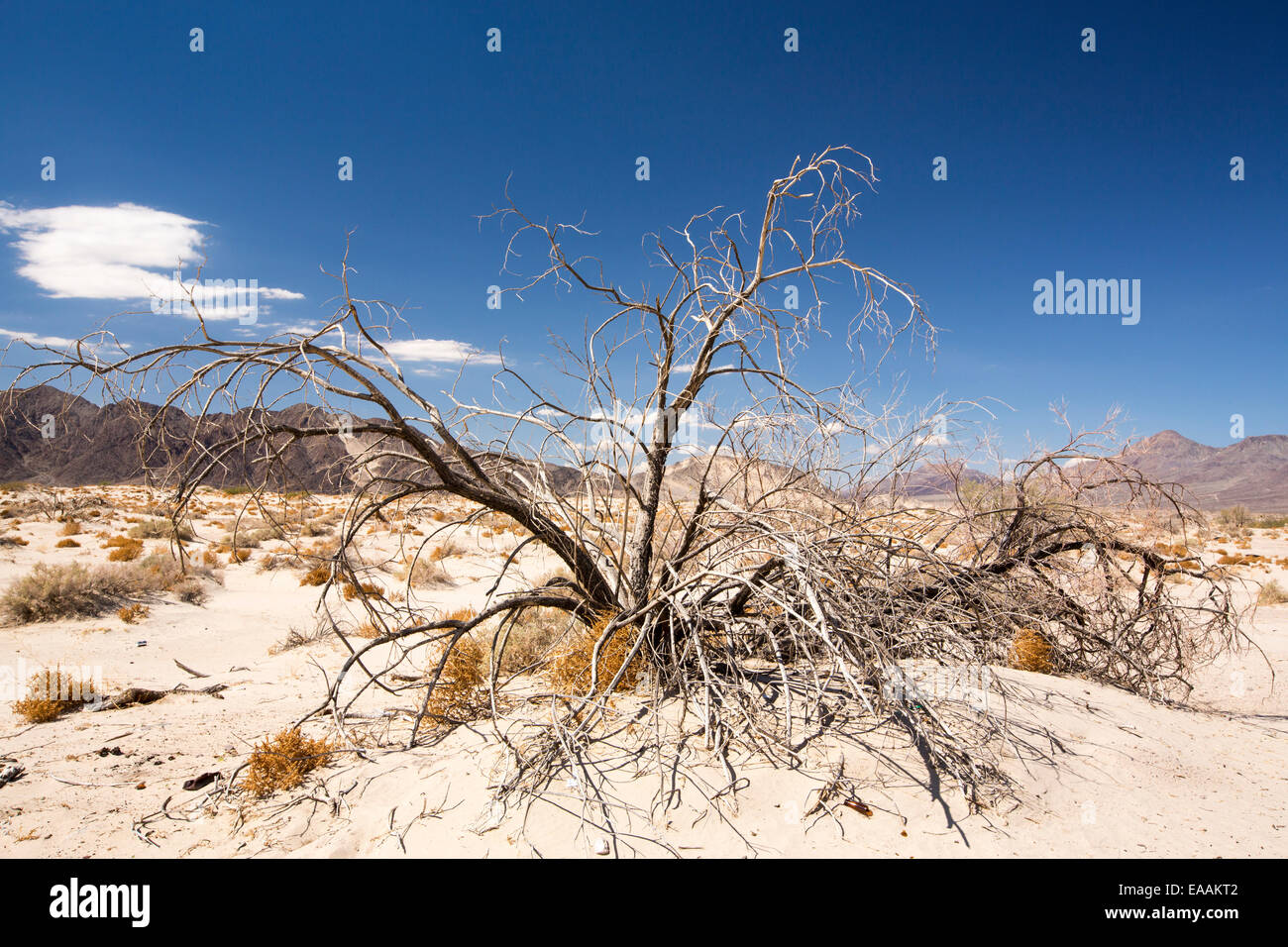 Una boccola di morti nel deserto di Mojave in California, Stati Uniti d'America. Foto Stock