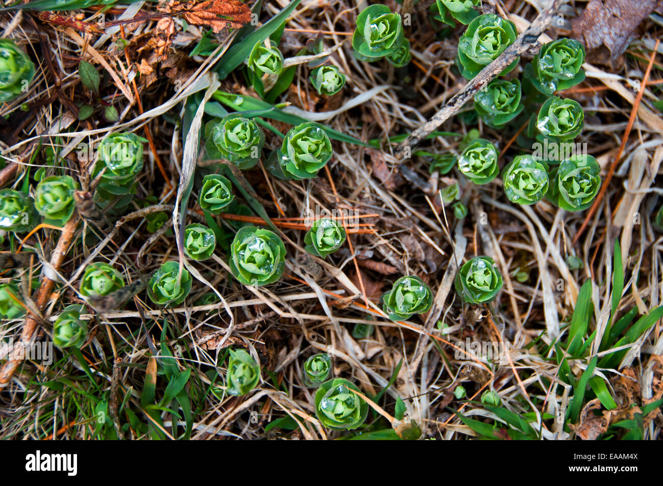 Germogliando piante verdi inserimenti thru vecchio erba Morta con gocce di rugiada. Foto Stock