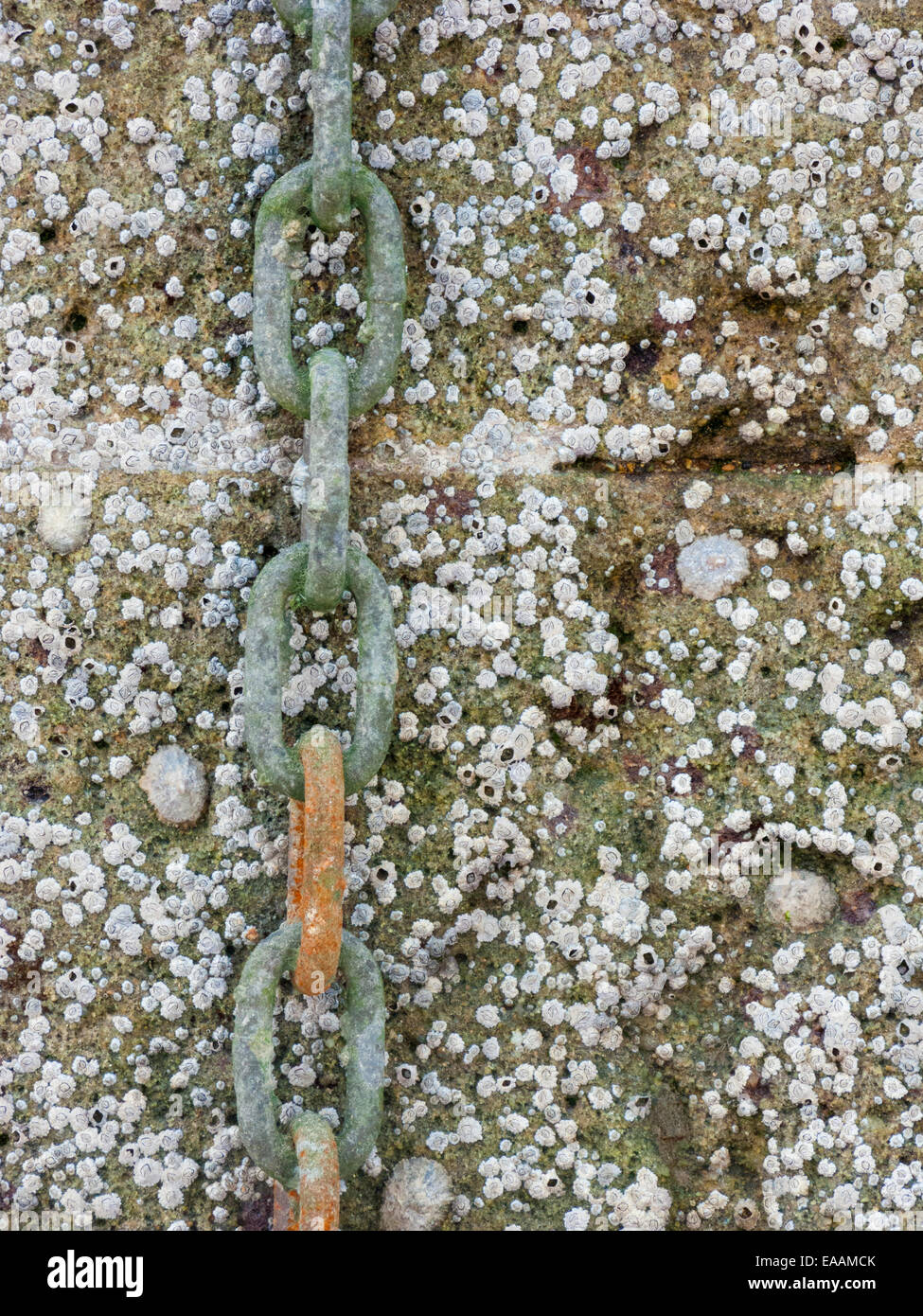 Acorn barnacles (Semibalanus balanoides) e le patelle sulla parete del mare, Dover Marina, Kent, Regno Unito Foto Stock