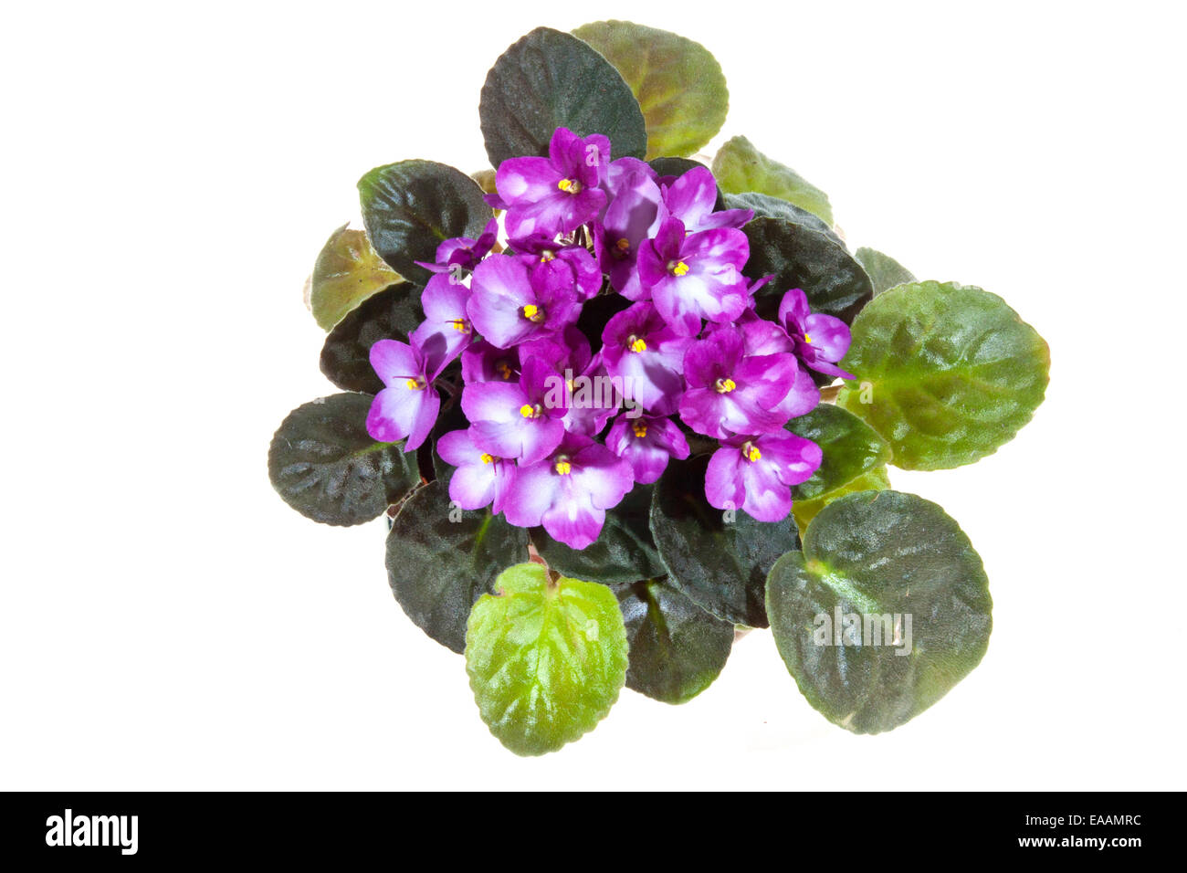 African Violet con massa di fiori malva Foto Stock