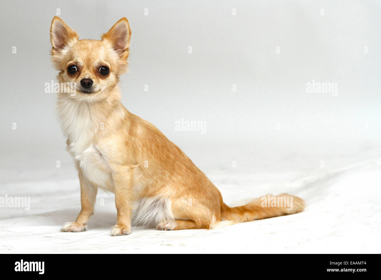 Capelli lunghi Chihuahua su sfondo bianco Foto Stock