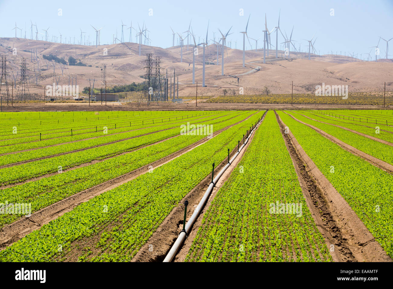 Colture irrigate al di sotto del Tehachapi Pass wind farm, il primo grande scala wind farm area sviluppata negli Stati Uniti, California Foto Stock