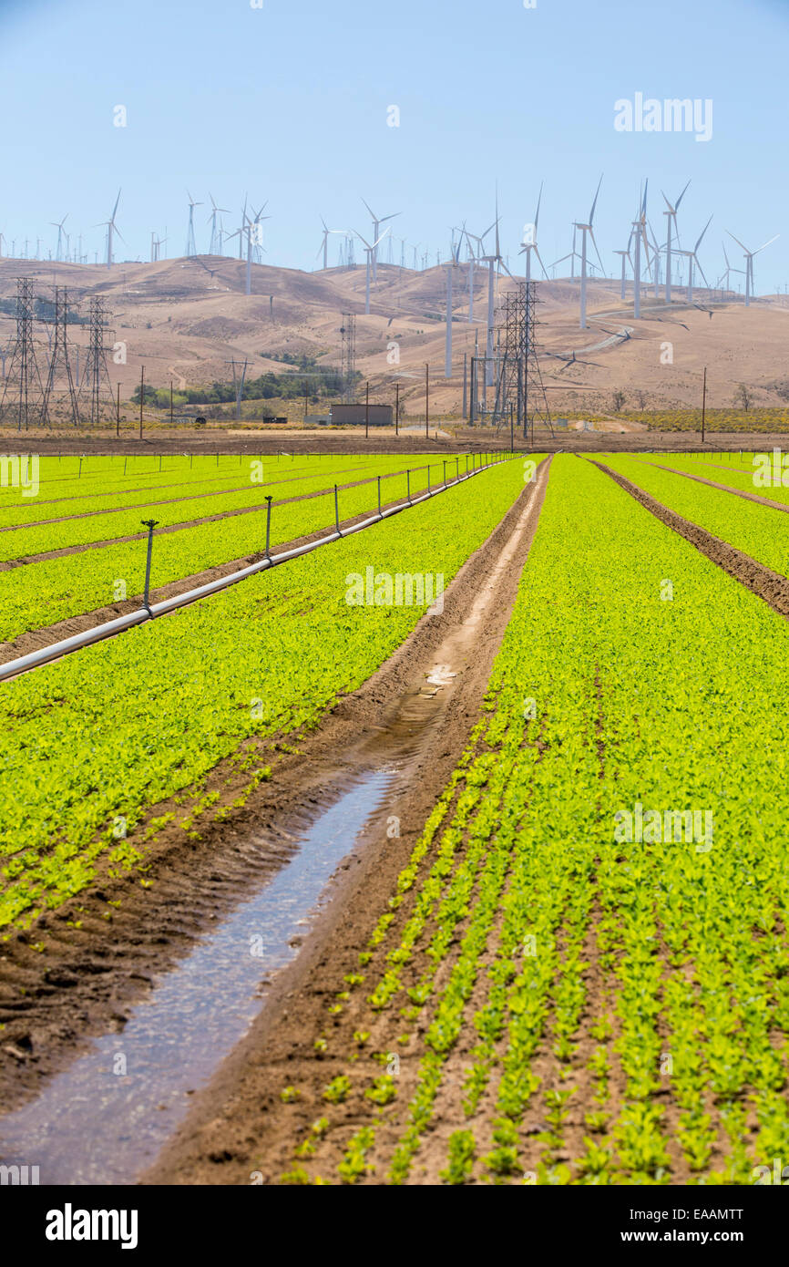 Colture irrigate al di sotto del Tehachapi Pass wind farm, il primo grande scala wind farm area sviluppata negli Stati Uniti, California Foto Stock