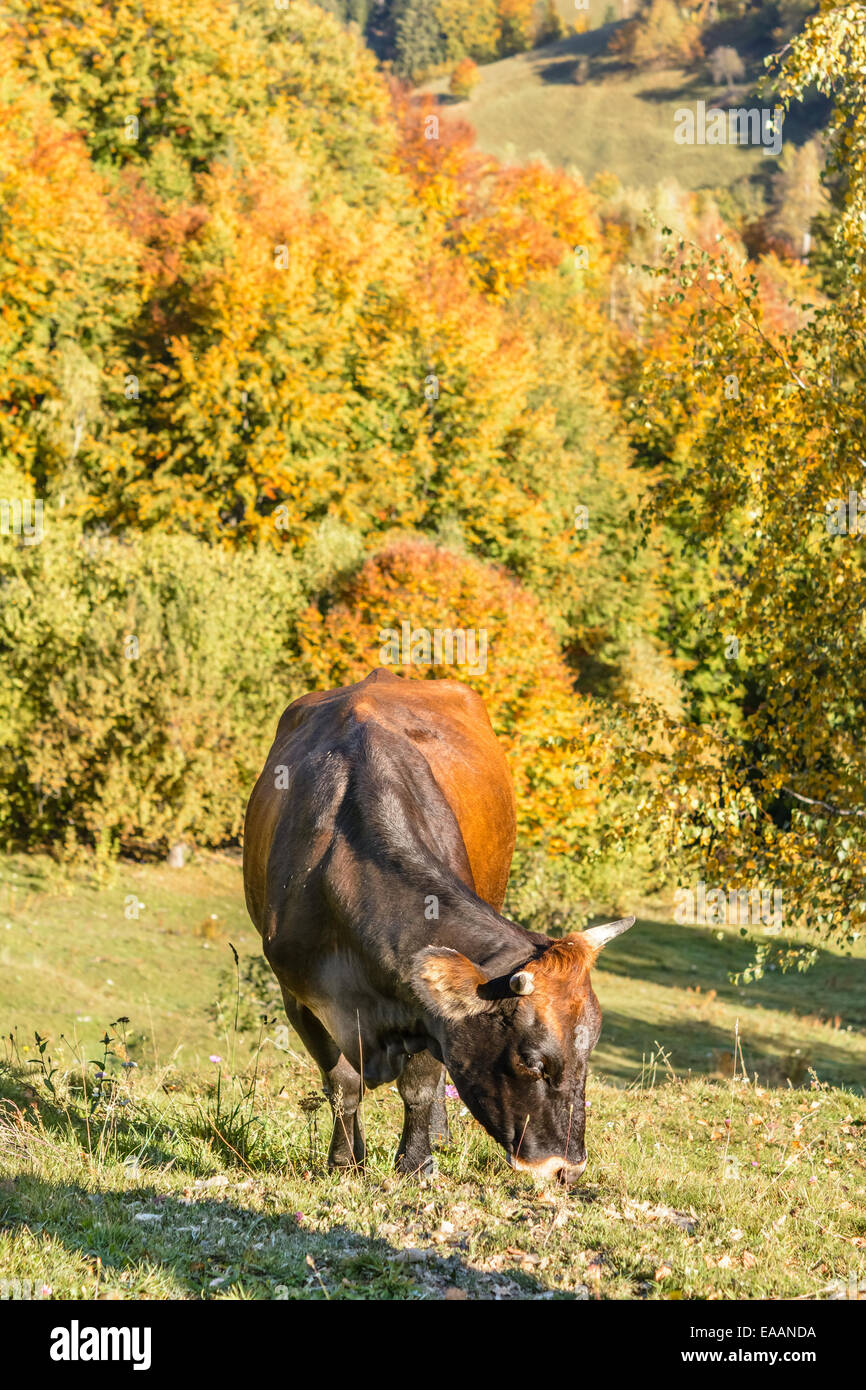 Close up di mucca fissando lo sguardo su pascolo in zona di montagna. Foto Stock