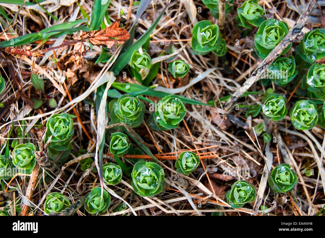 Germogliando piante verdi inserimenti thru vecchio erba Morta con gocce di rugiada. Foto Stock