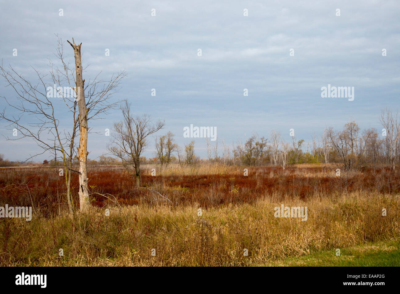 Oak Harbor, Ohio - Ottawa National Wildlife Refuge. Foto Stock
