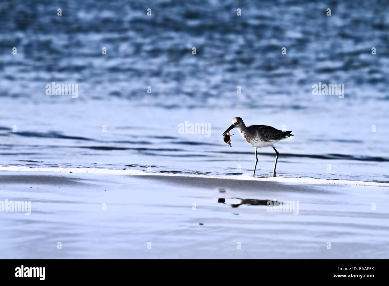 Sandpiper sulle rive su una spiaggia con un granchio nel suo becco. Foto Stock