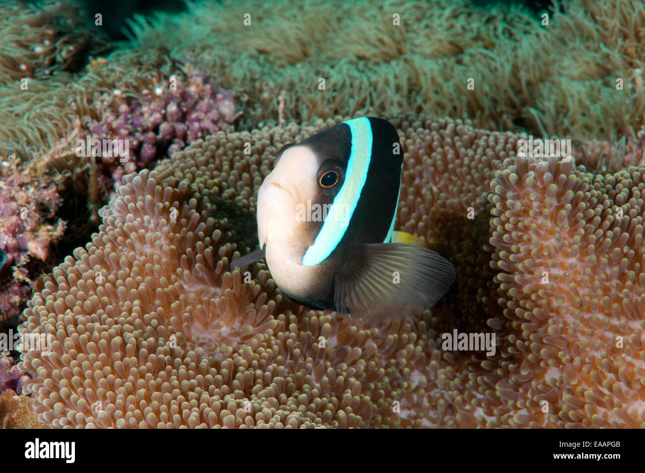 Sebae Anemonenfisch (Amphiprion sebae) Bohol Sea, Filippine, Sud-est asiatico Foto Stock