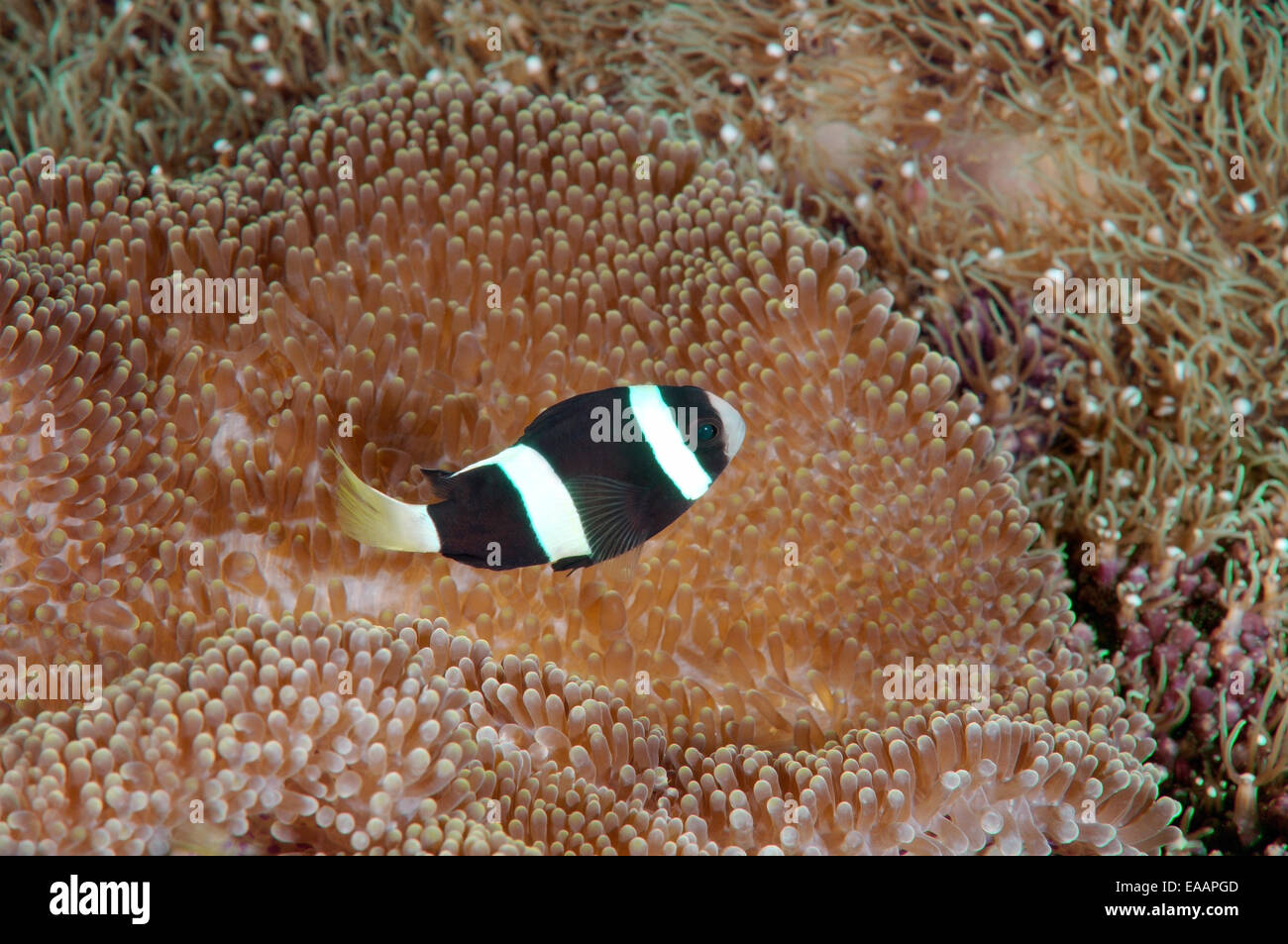 Sebae Anemonenfisch (Amphiprion sebae) Bohol Sea, Filippine, Sud-est asiatico Foto Stock