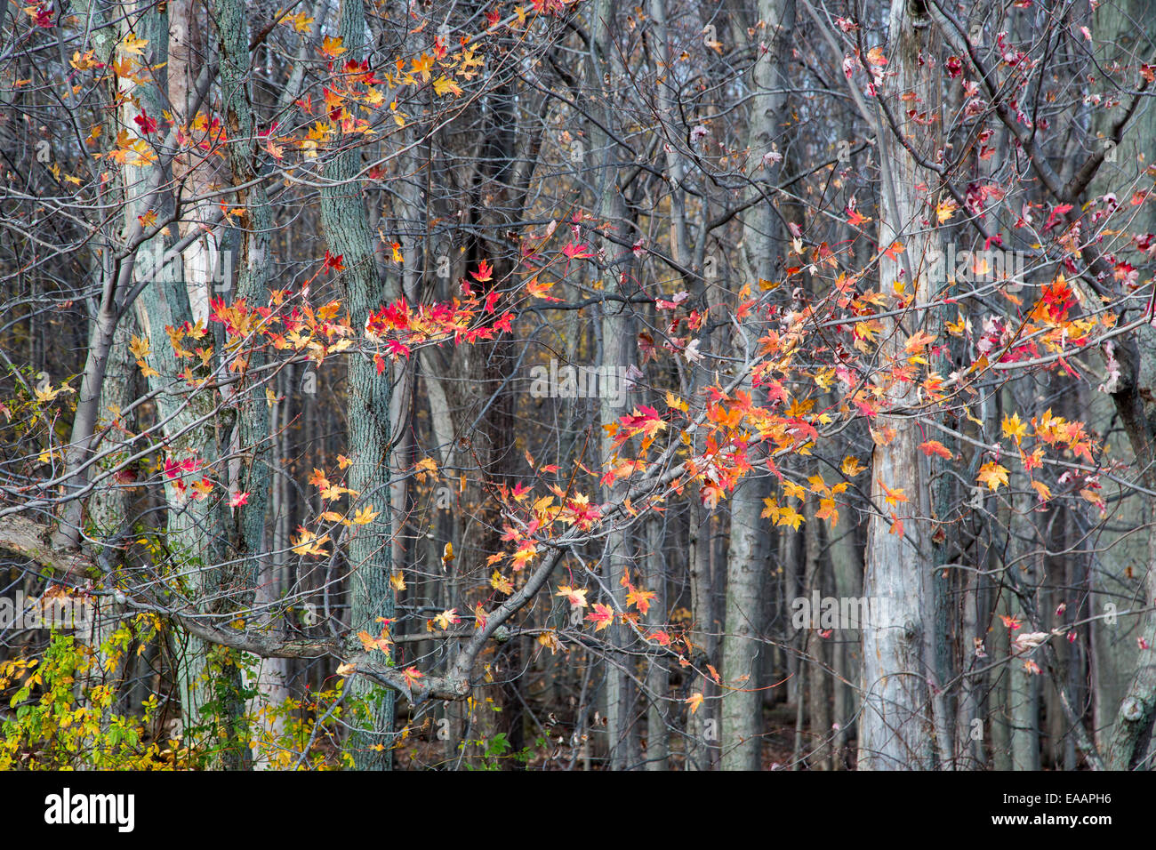 Oak Harbor, Ohio - Le ultime foglie di autunno sugli alberi a Ottawa National Wildlife Refuge. Foto Stock
